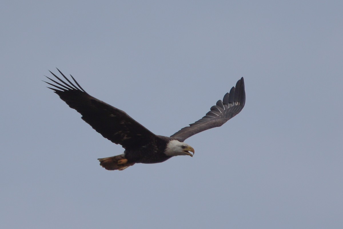 Bald Eagle - ML501202721