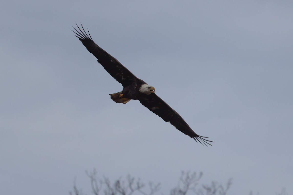 Bald Eagle - ML501202741