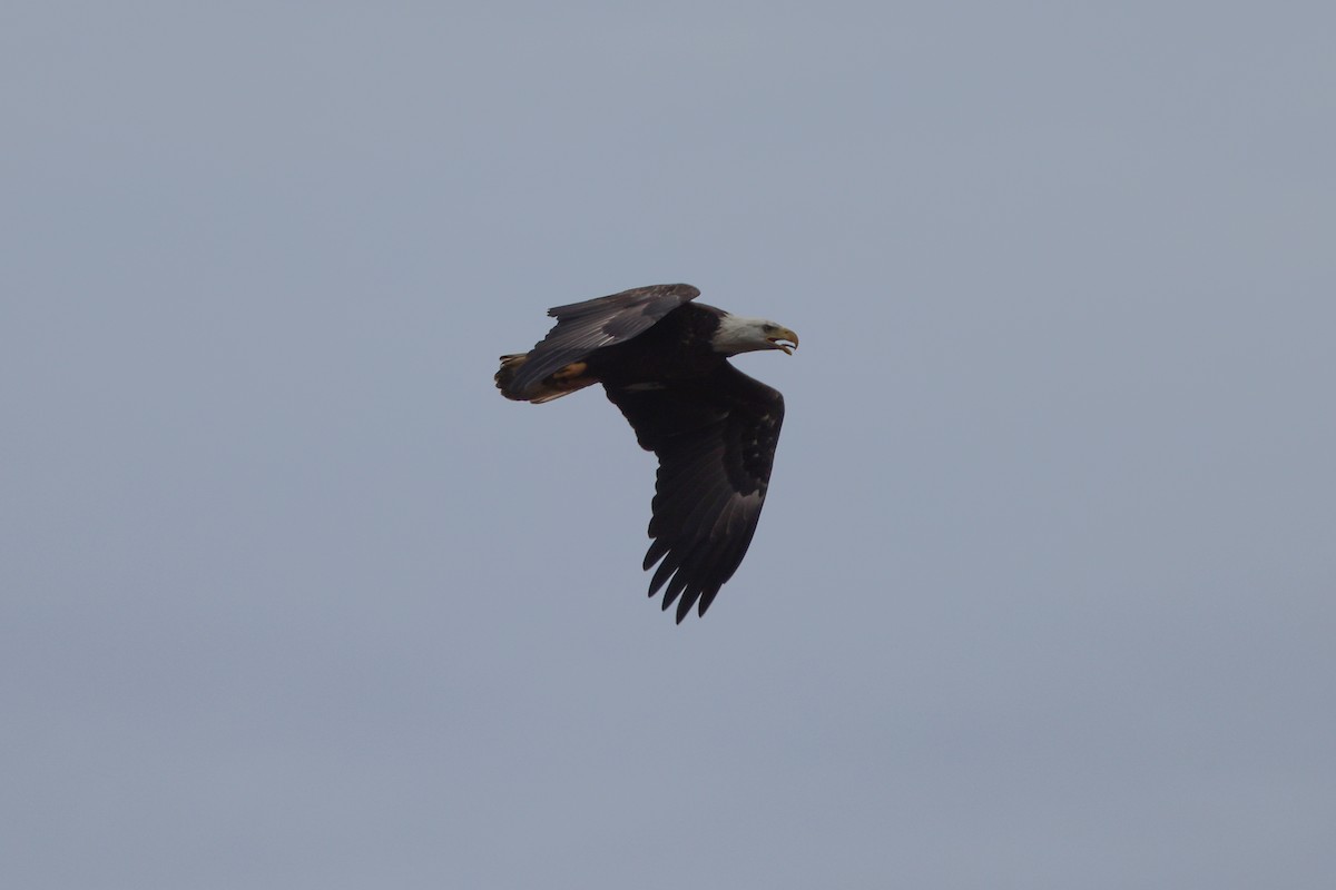 Bald Eagle - ML501202751
