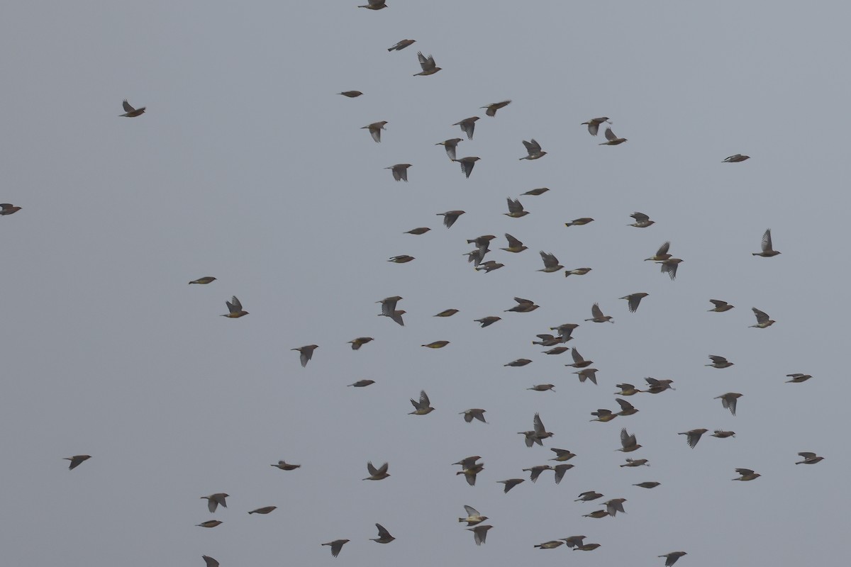 Cedar Waxwing - ML501203011