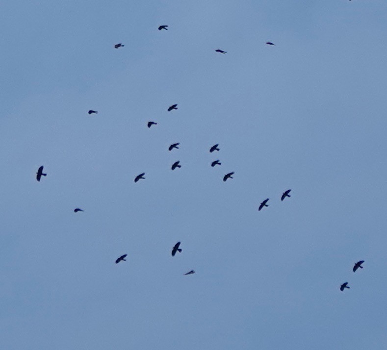 Yellow-billed Chough - ML501203211