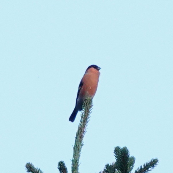 Eurasian Bullfinch - ML501203741