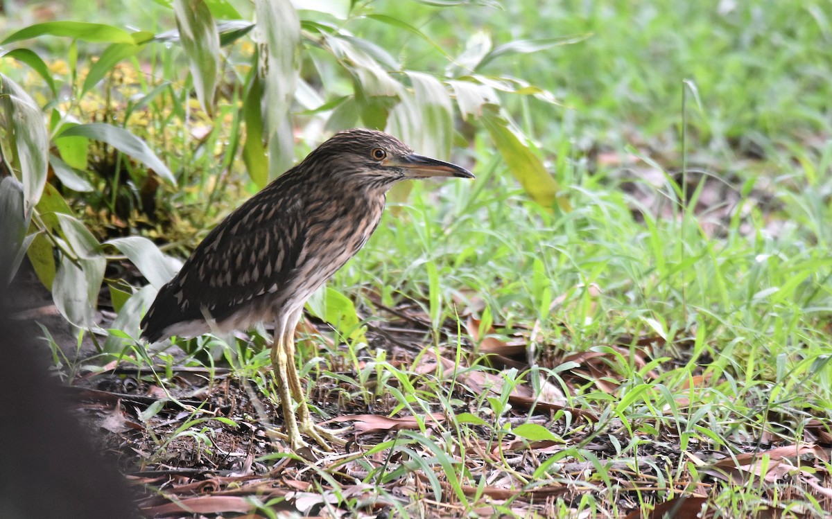 Black-crowned Night Heron - ML501203861