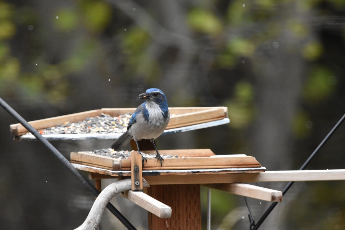 California Scrub-Jay - ML501208881