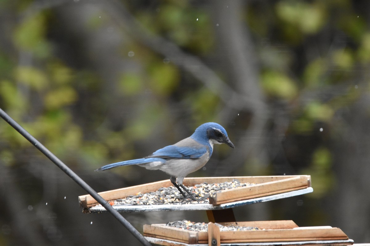 California Scrub-Jay - ML501208891