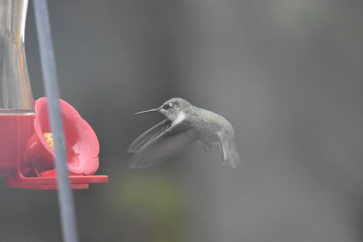 Anna's Hummingbird - ML501209041