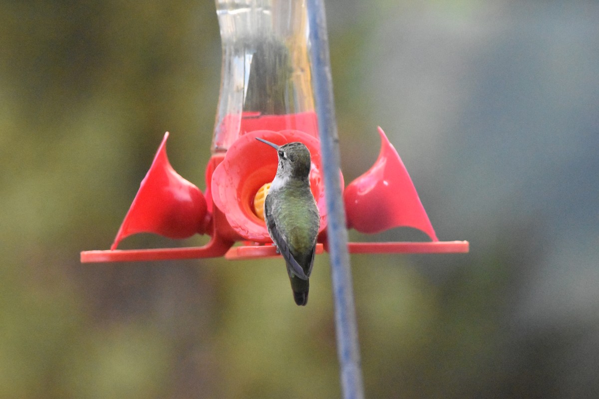 Anna's Hummingbird - ML501209051