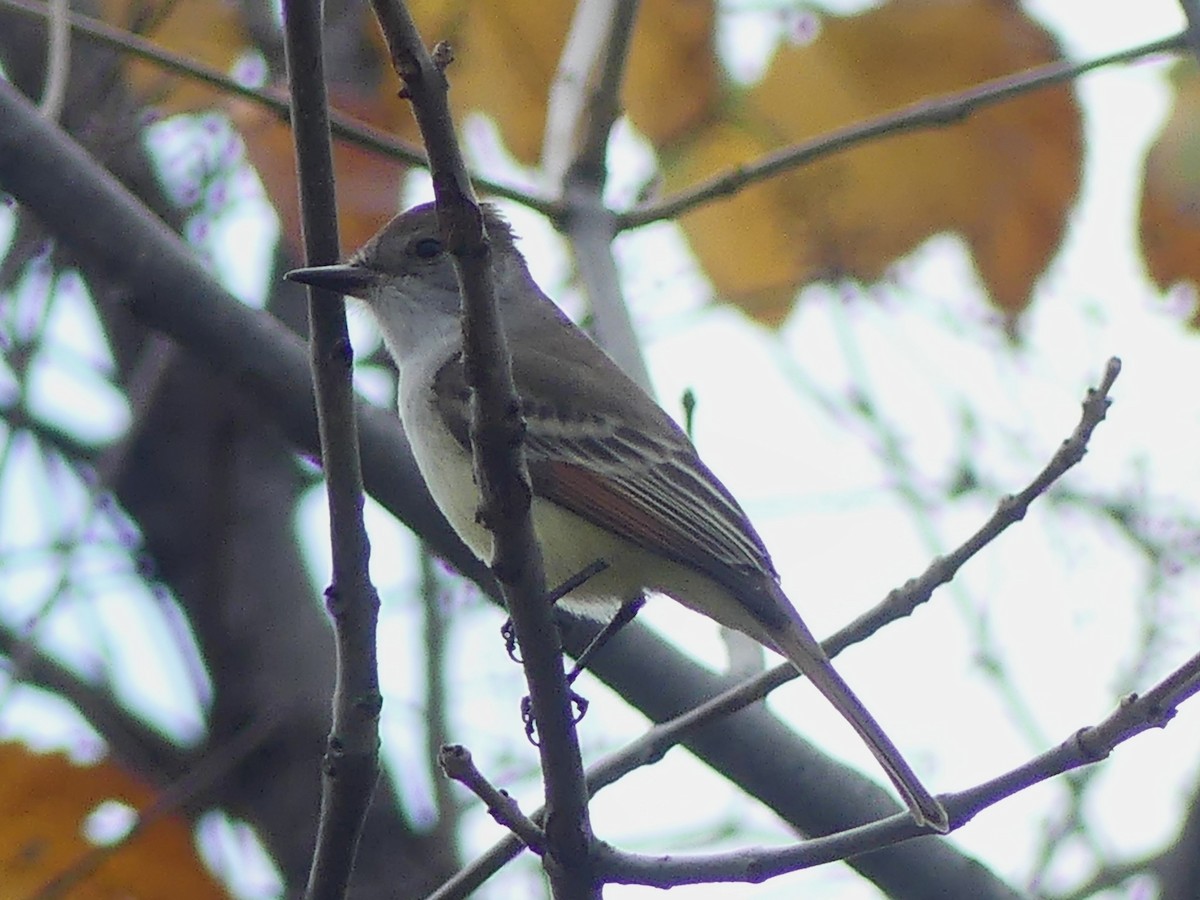 Ash-throated Flycatcher - ML501209421