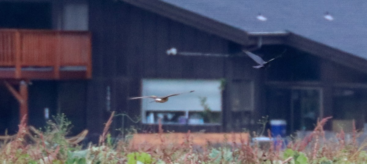 Northern Harrier - ML501209931