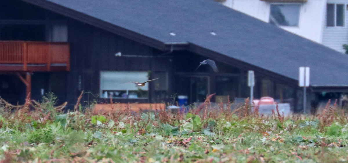 Northern Harrier - ML501209941