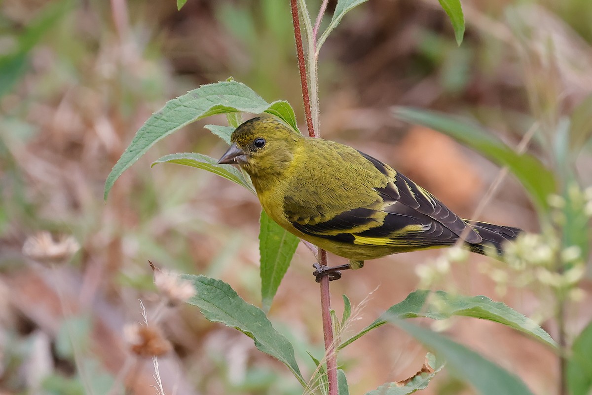 Hooded Siskin - ML501213411