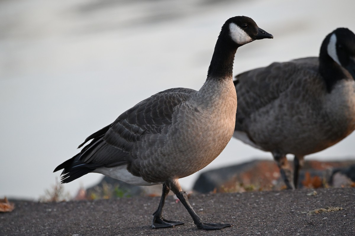 Cackling Goose (Richardson's) - ML501213431