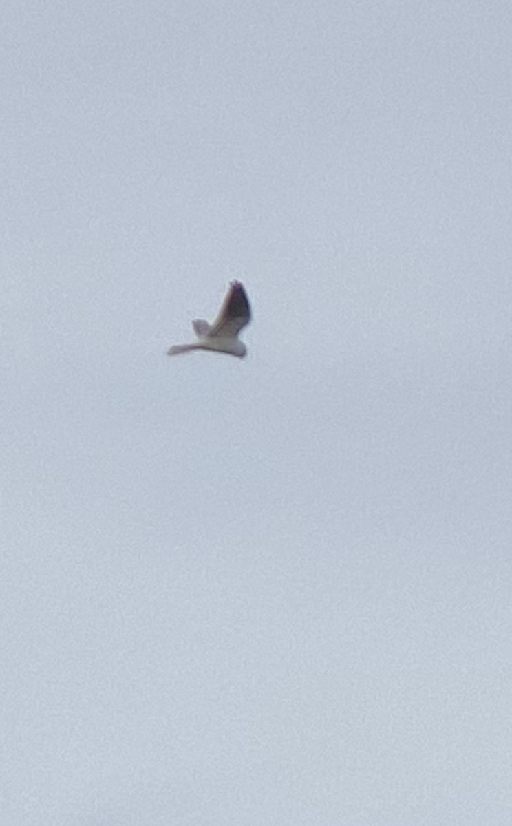 White-tailed Kite - ML501213901