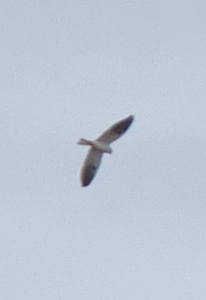 White-tailed Kite - ML501213911