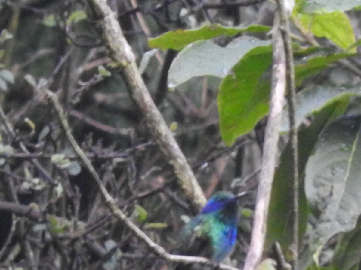 Mexican Violetear - ML501214481