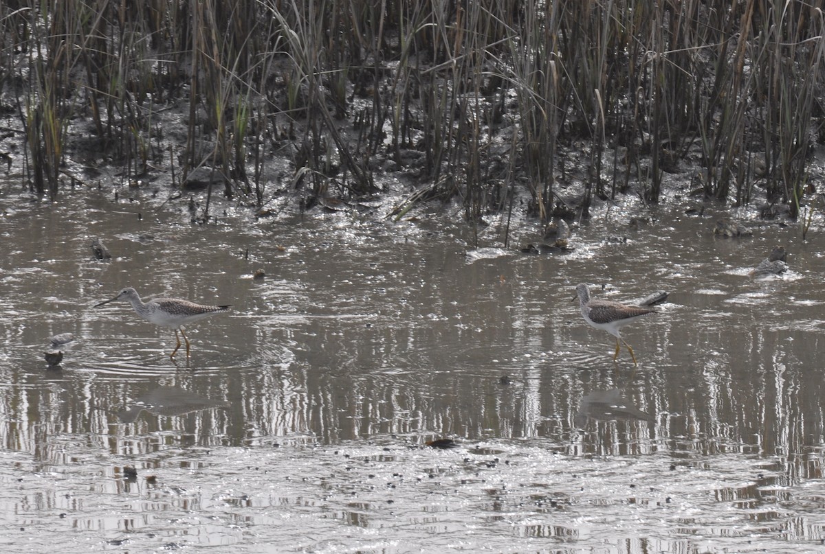 Greater Yellowlegs - Christine Miller