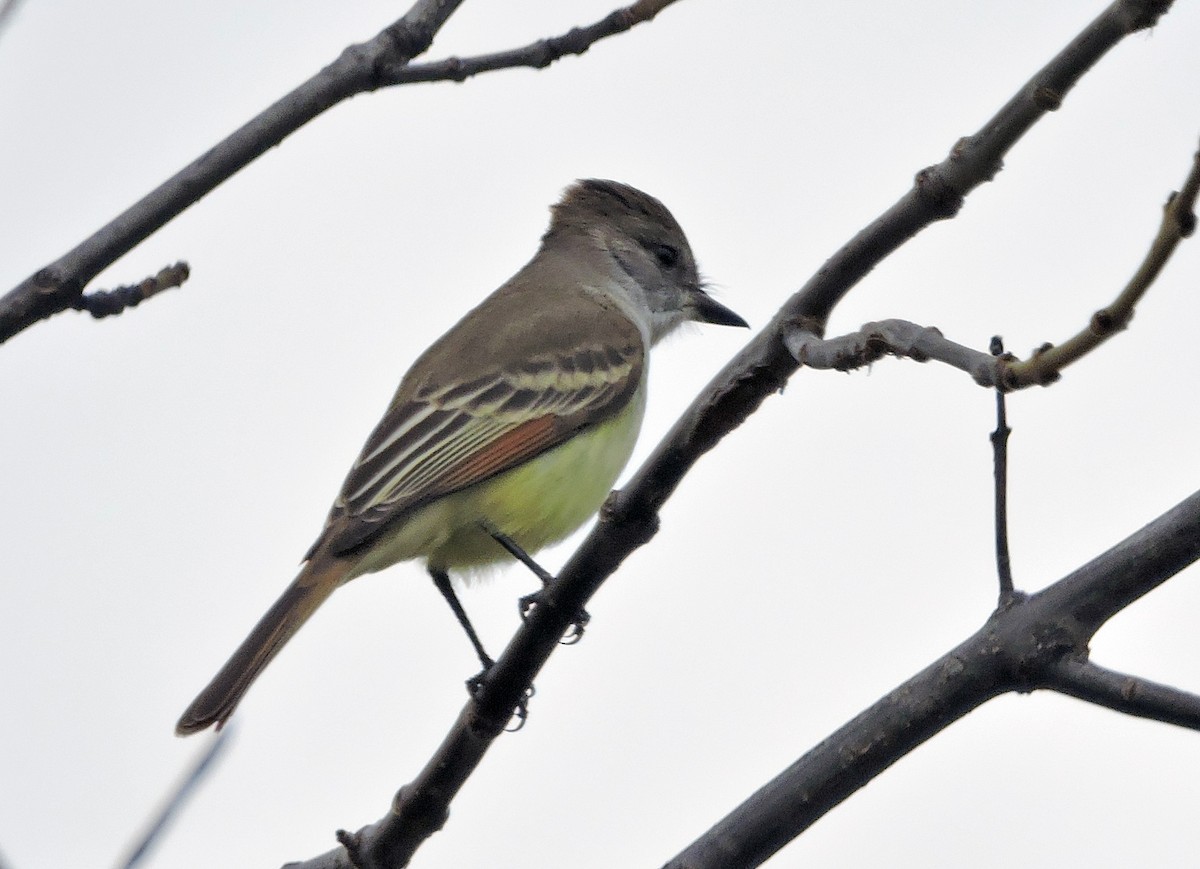Ash-throated Flycatcher - ML501220261