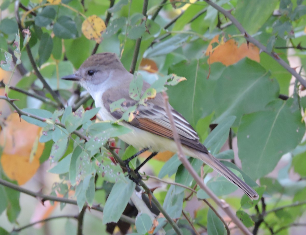 Ash-throated Flycatcher - ML501220271