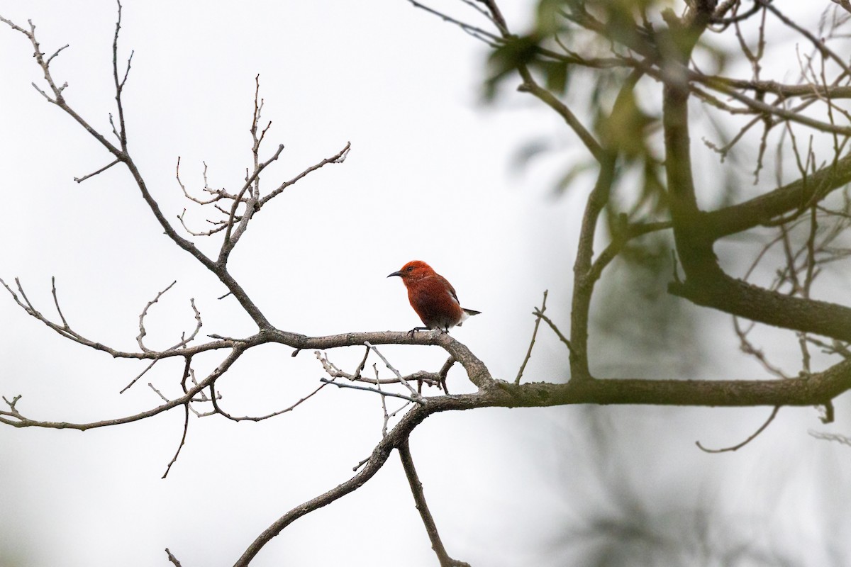 Apapanekleidervogel - ML501221411