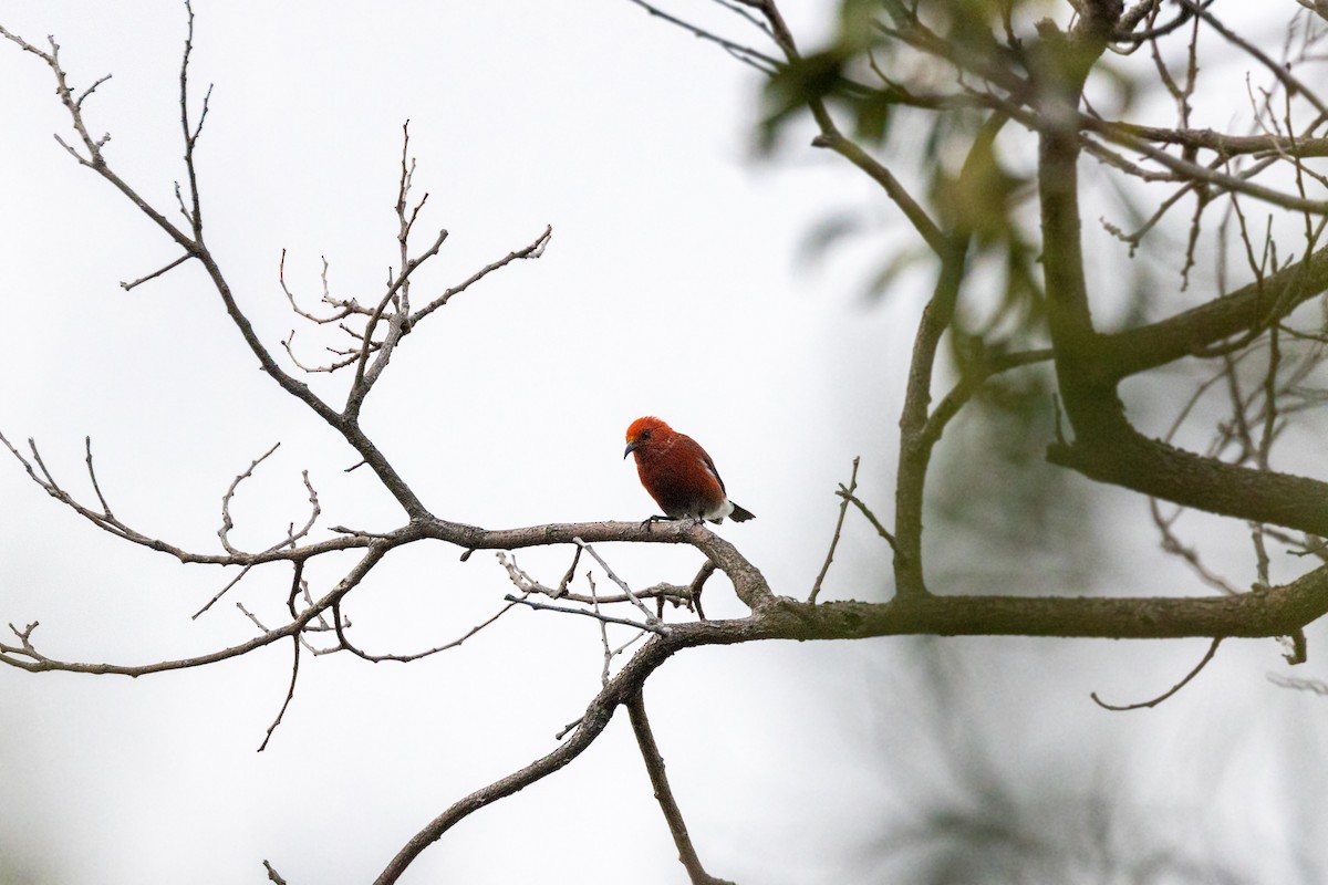 Apapanekleidervogel - ML501221431