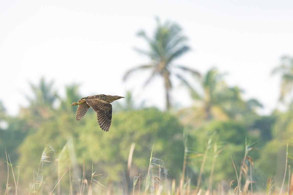 Eurasian Bittern - ML501221721
