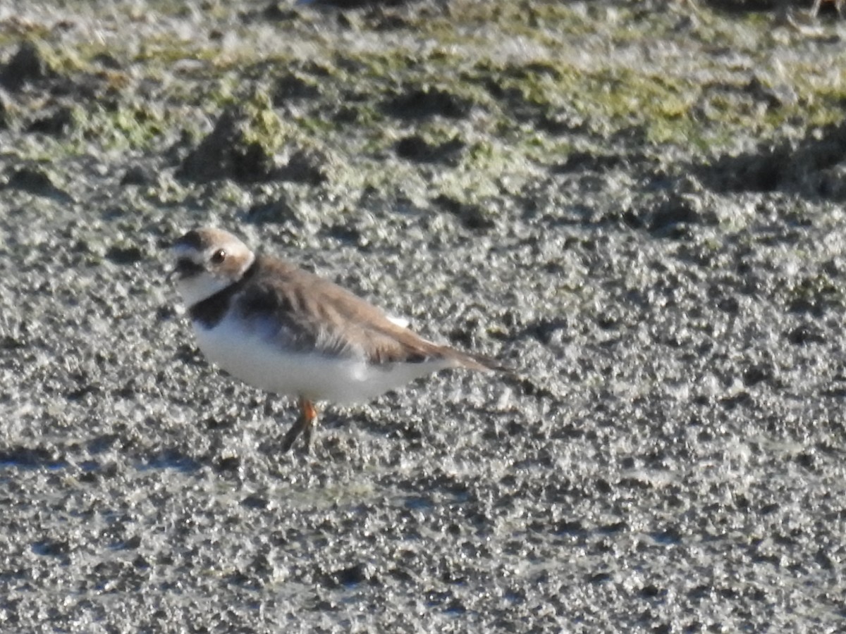 Semipalmated Plover - ML501222291