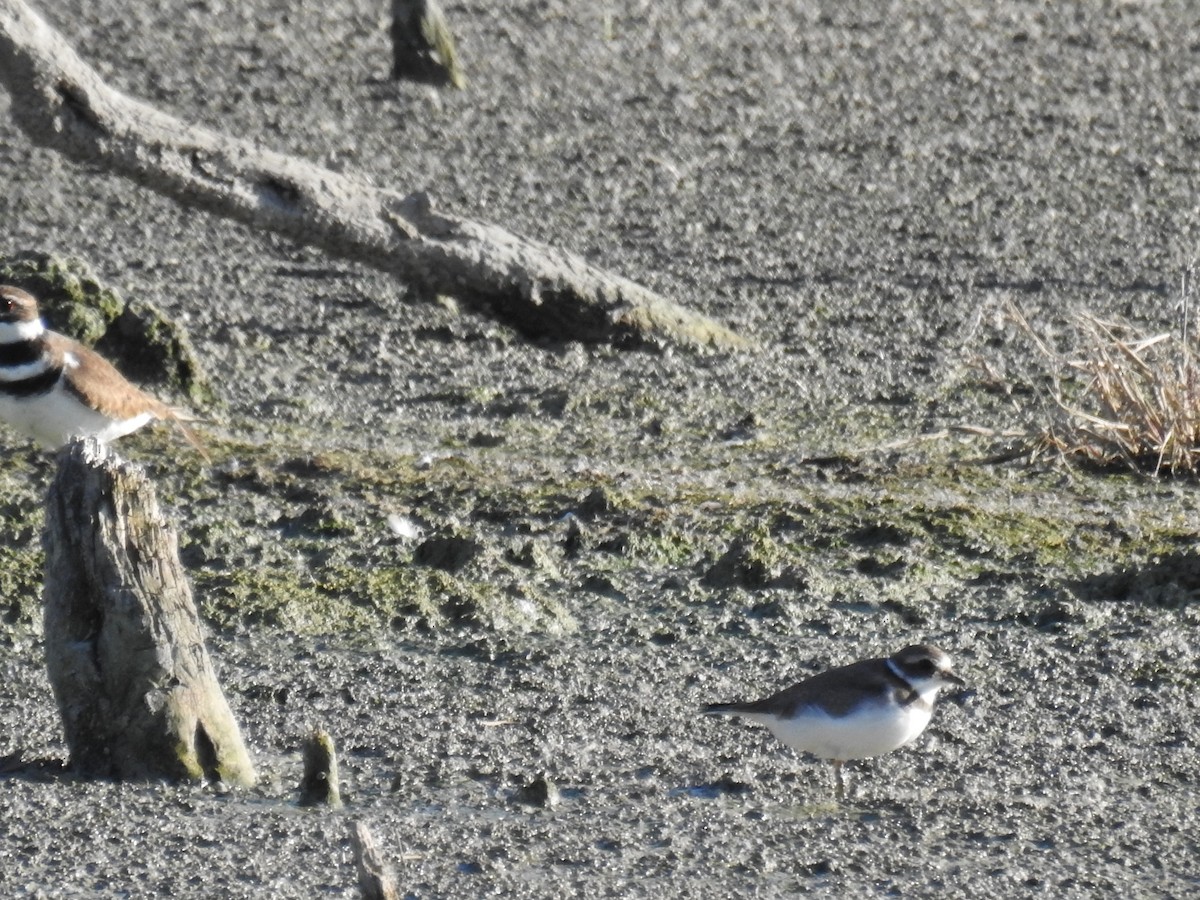 Semipalmated Plover - ML501222301