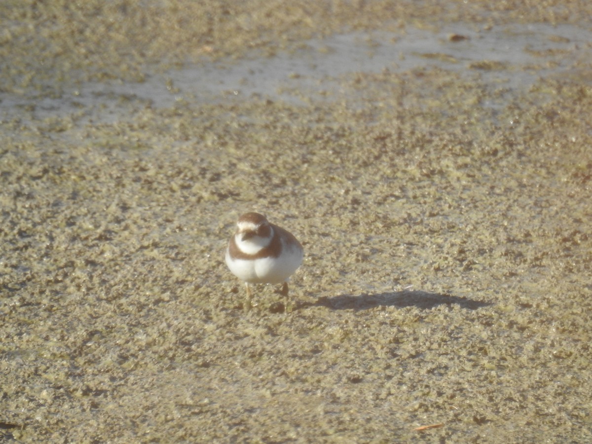 Semipalmated Plover - ML501222311