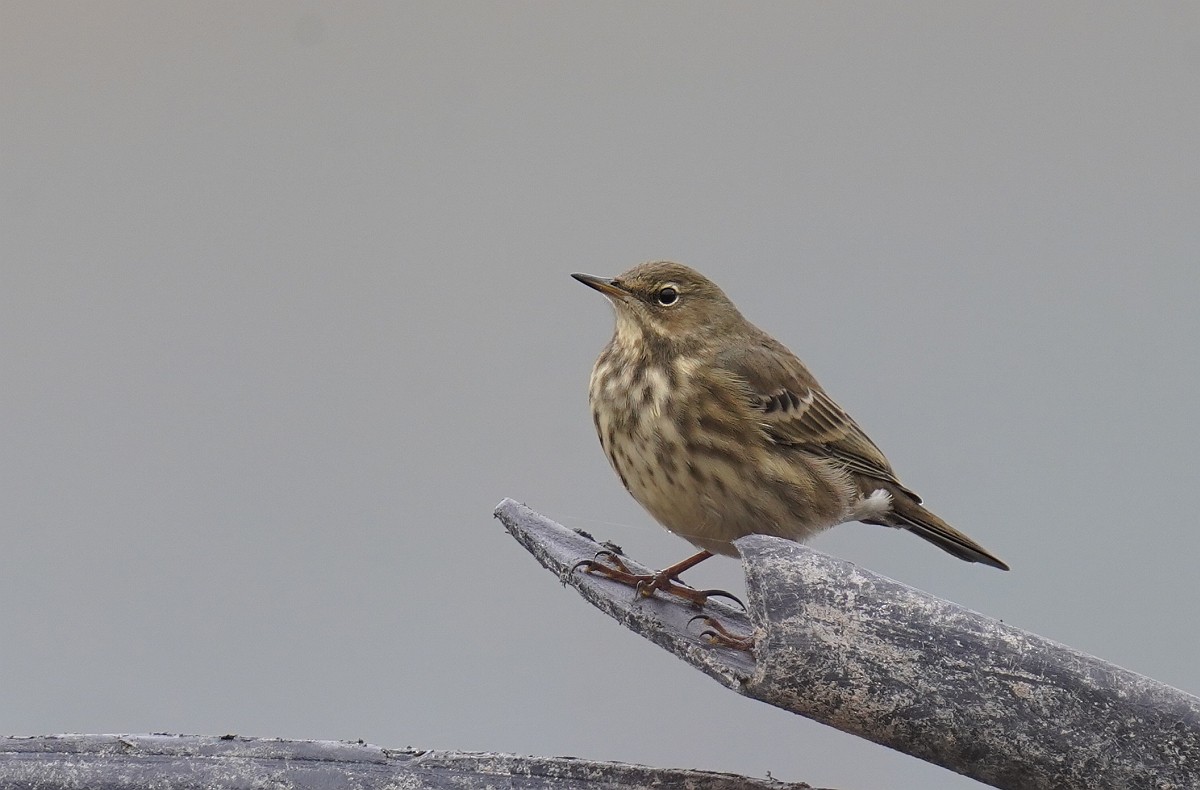 Rock Pipit - ML501222701