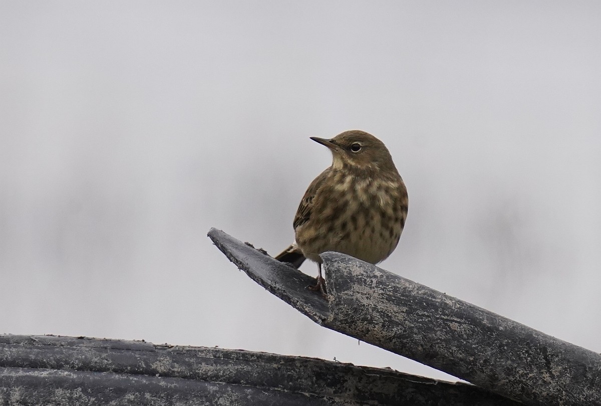 Rock Pipit - ML501222731