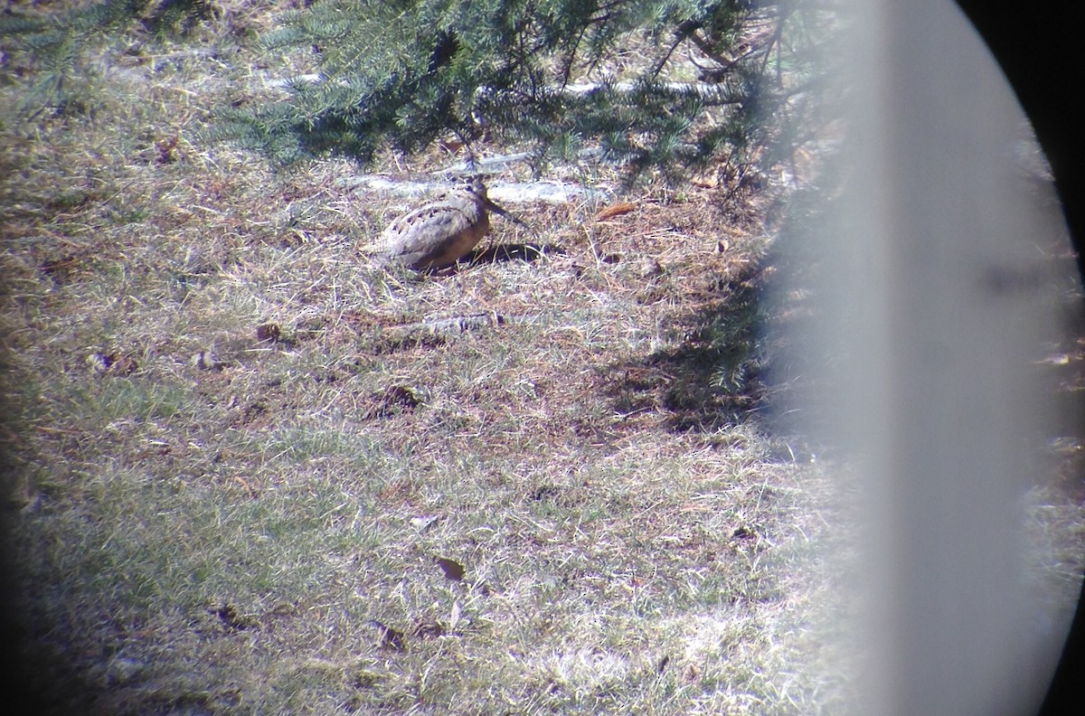 American Woodcock - ML50122391