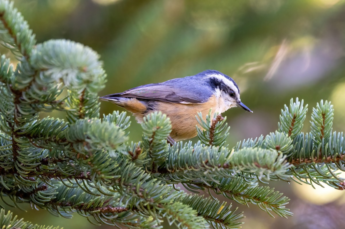 Red-breasted Nuthatch - ML501223981