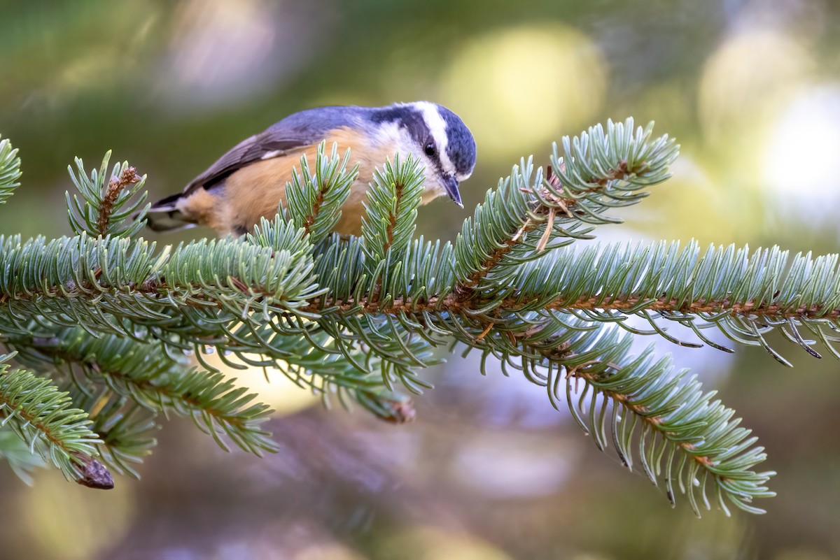 Red-breasted Nuthatch - ML501224041