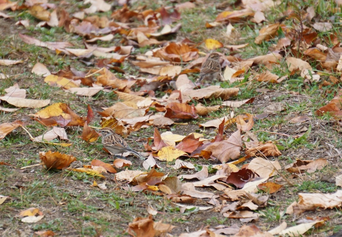 Chipping Sparrow - Linda McCutcheon