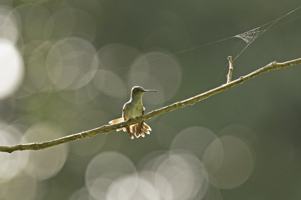 Charming Hummingbird - ML501225331