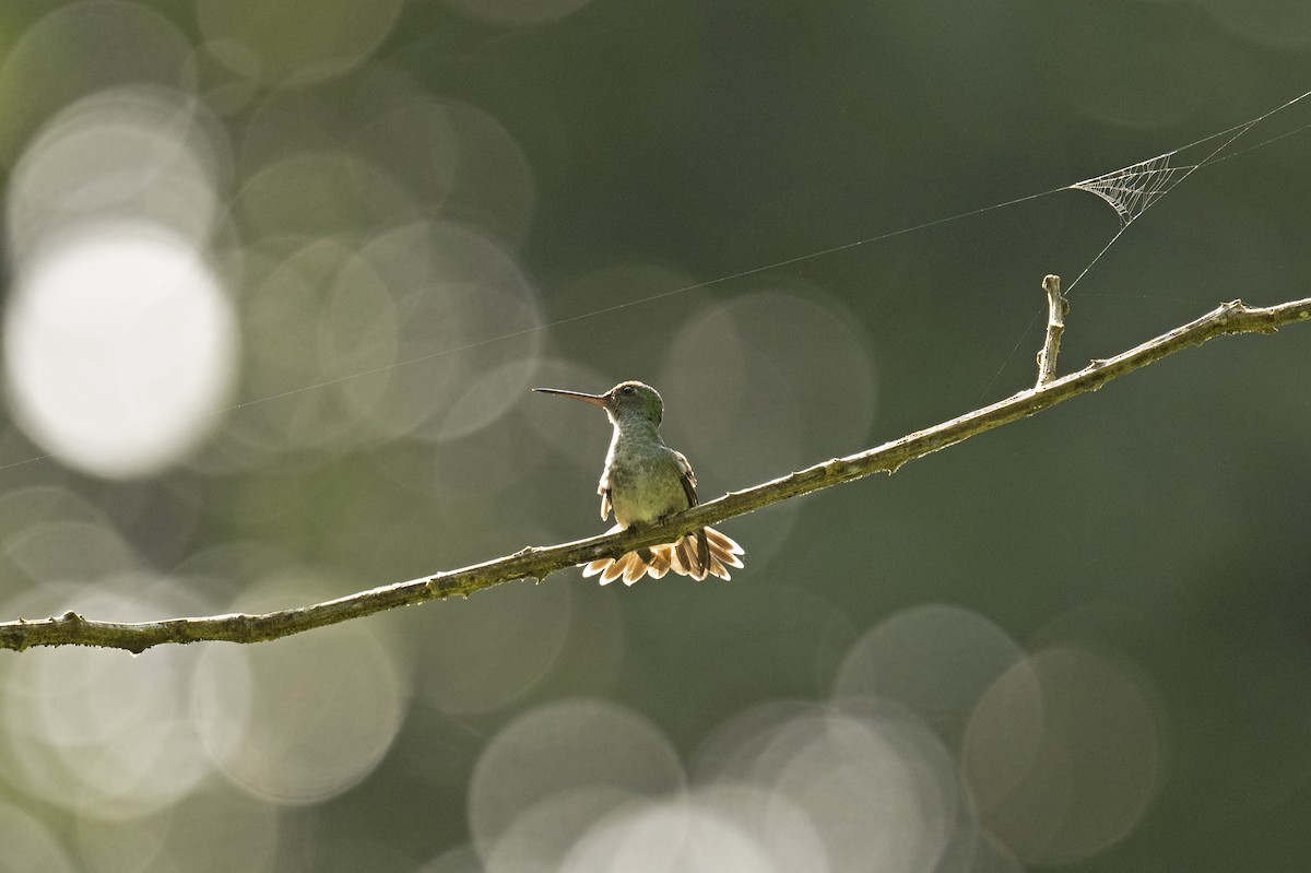 Charming Hummingbird - ML501225341