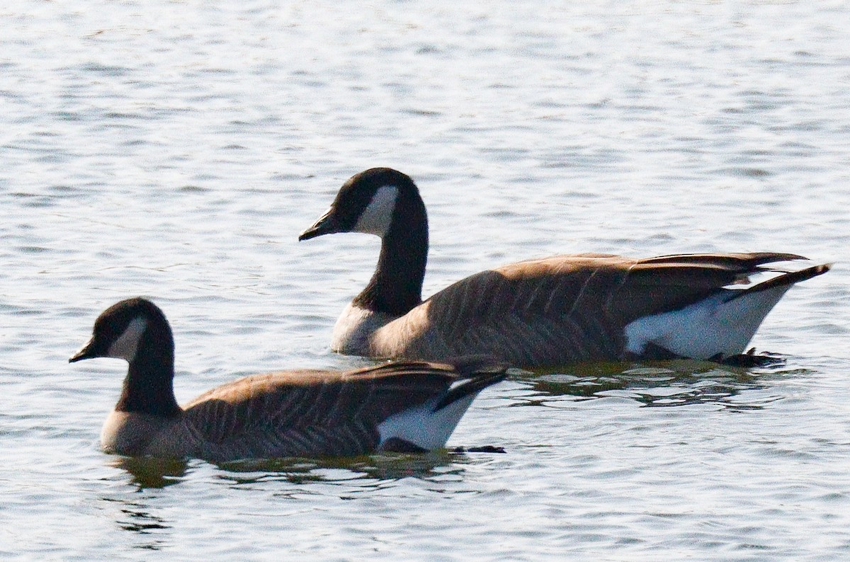 Cackling Goose - ML501227411