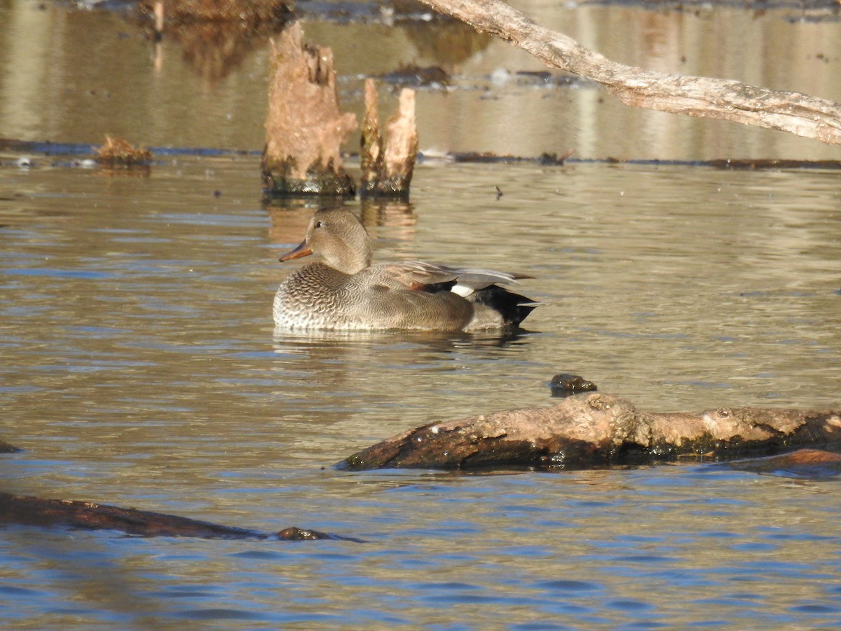 Gadwall - ML501227941