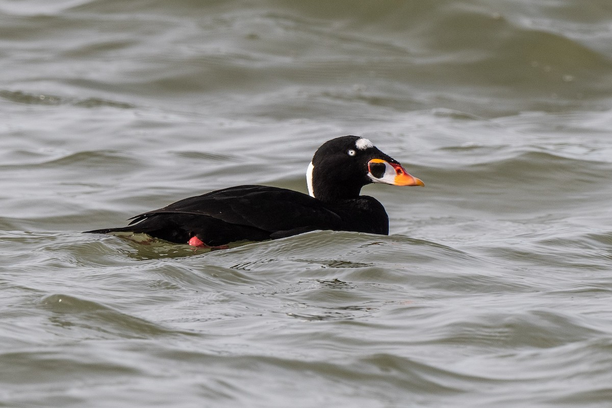 Surf Scoter - Susan Teefy