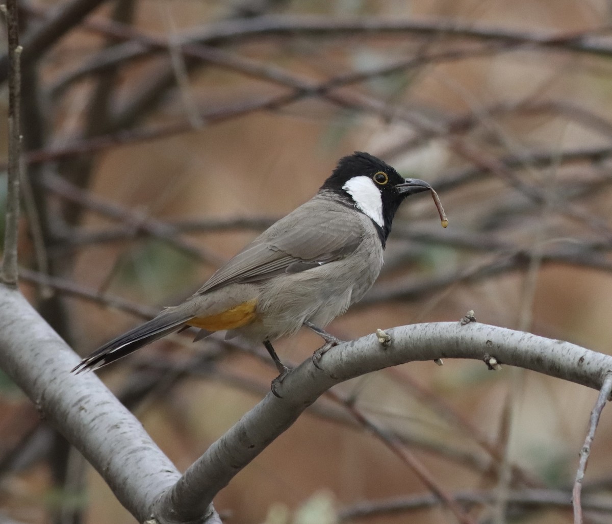 White-eared Bulbul - ML501229601