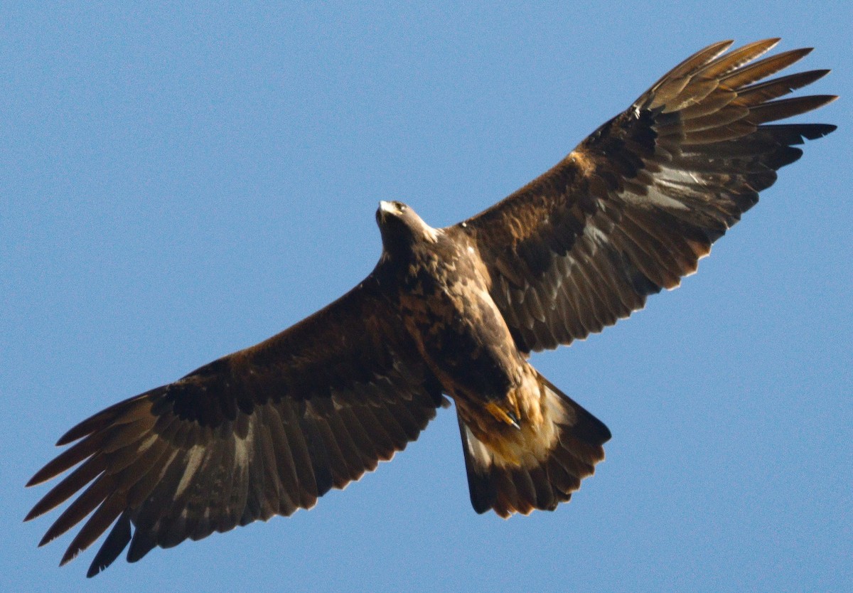 Golden Eagle - ML501231721