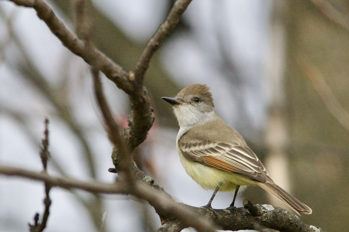 Ash-throated Flycatcher - ML501232061