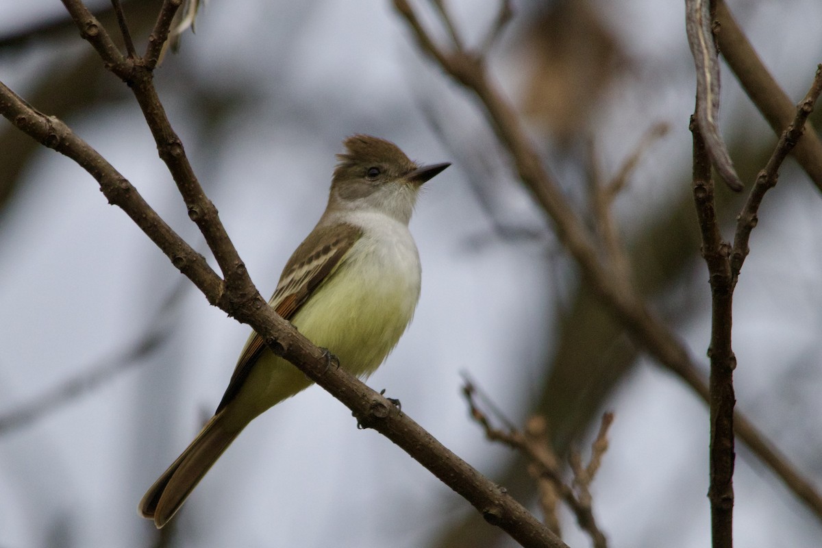 Ash-throated Flycatcher - ML501232071