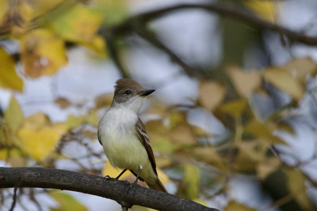 Ash-throated Flycatcher - ML501232081