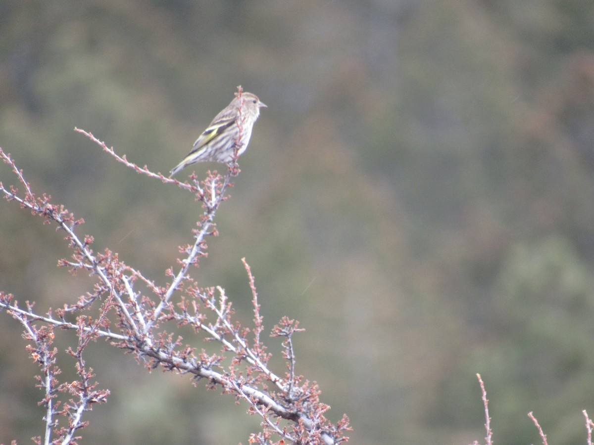 Pine Siskin - ML50123281