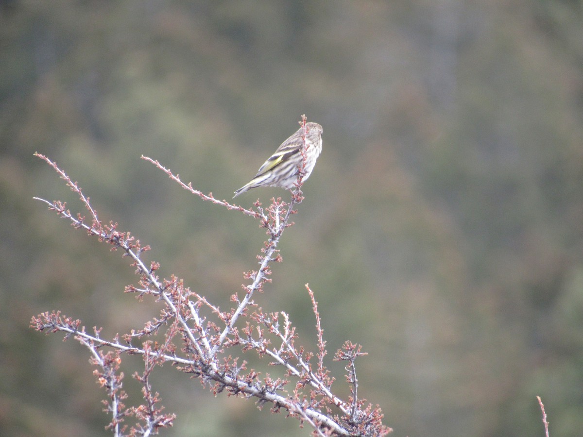 Pine Siskin - ML50123291