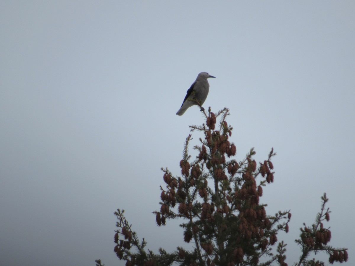 Clark's Nutcracker - ML50123311