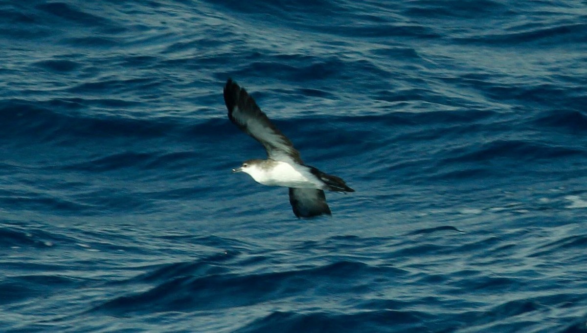 Audubon's Shearwater - ML50123411