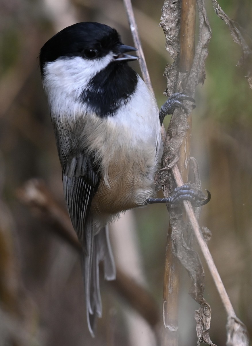 Black-capped Chickadee - ML501234211