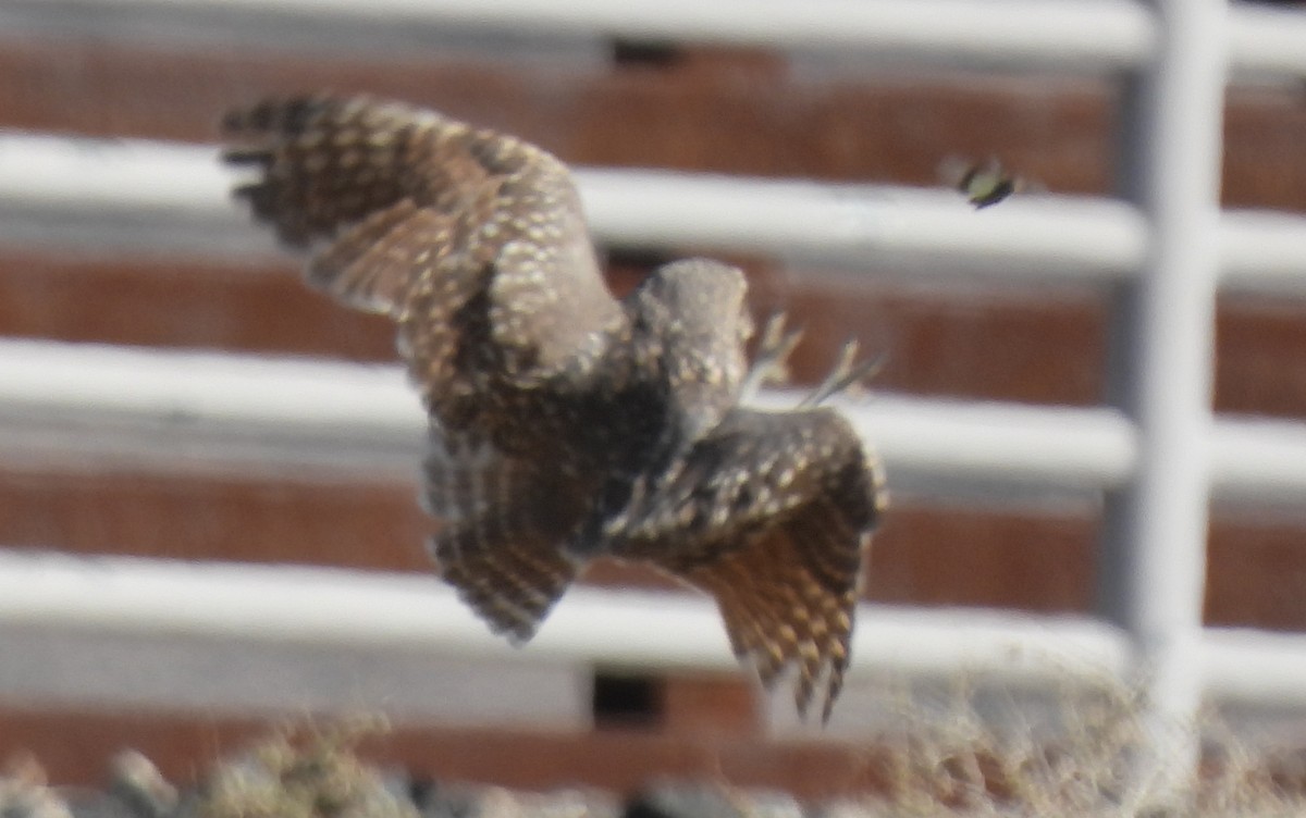 Burrowing Owl - ML501234691